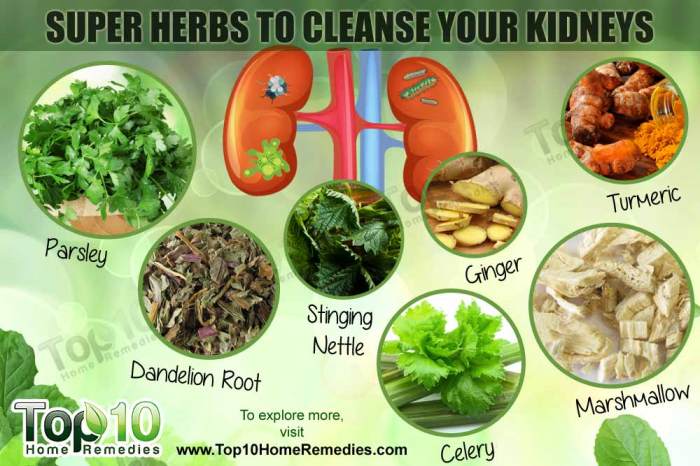 How to support kidney detoxification with herbs